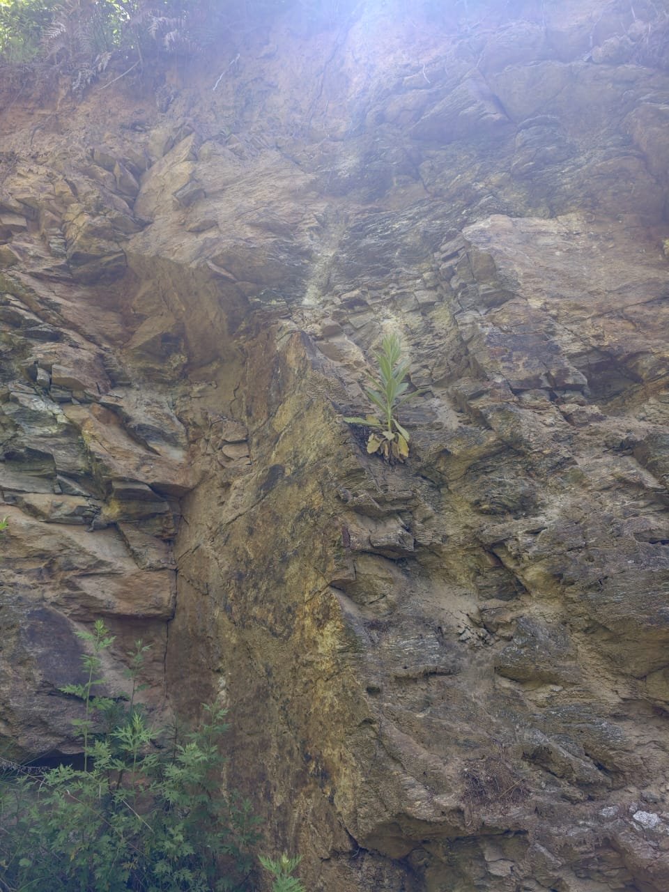 Steep exposed rock face with sparse vegetation.